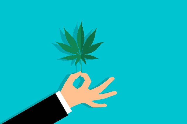 カンナビスって何 医療用 嗜好品大麻を解説 しゃちログ